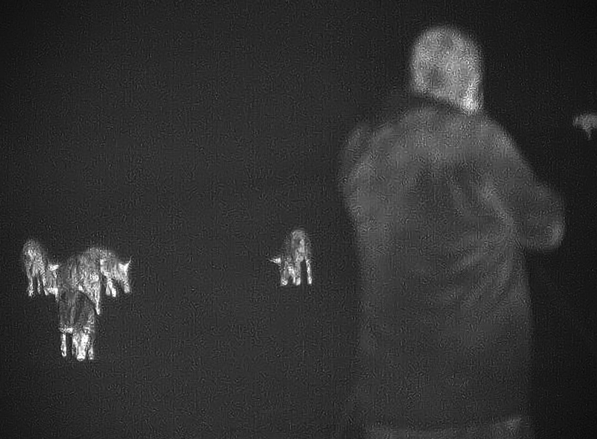 Patrick’s Texas hog hunts changed dramatically after adopting thermal optics, allowing owning the night and racking up the numbers of dead hogs landowners had long wanted, including some 25-30 hog nights.